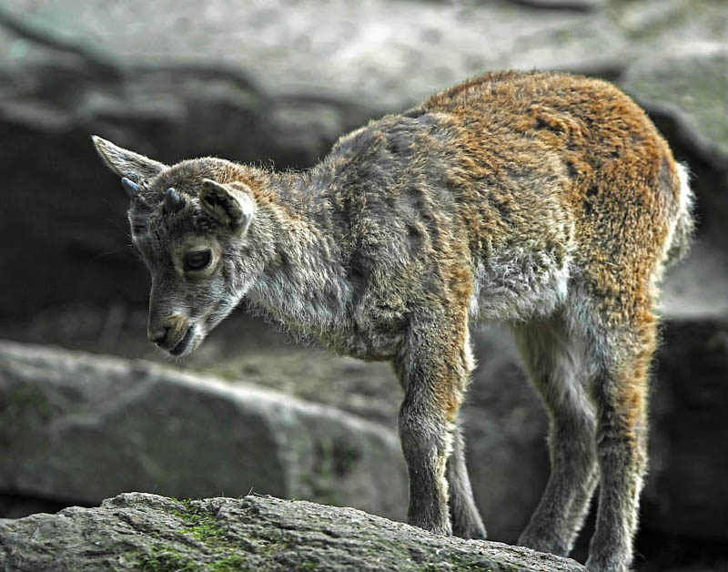 junger Steinbock.jpg